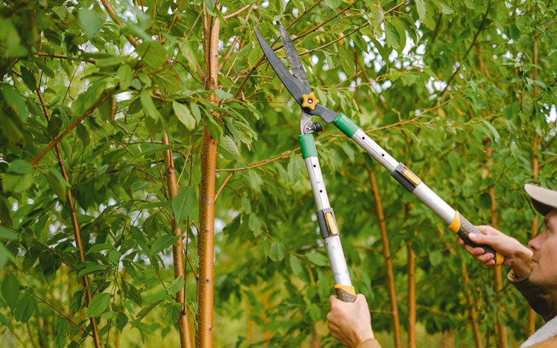 Tree trimming in Slatington, PA